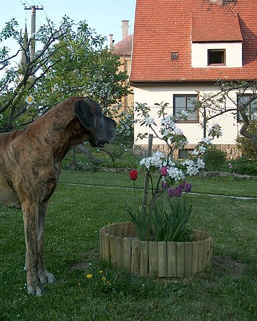 Xerxes, pán tady toho veho, vhodn dekorován jarní kvtenou.