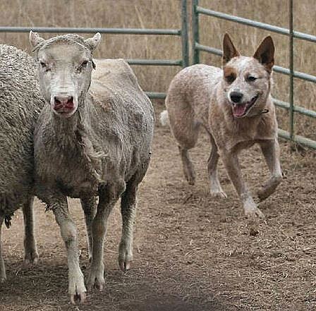 Australský honácký pes hlídající ovce merino v Cambdenu, NSW