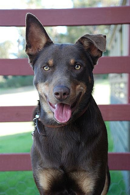 Australský kelpie - portrét