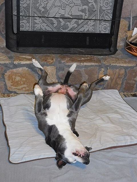 Trixie - spokojený pes veer v obýváku