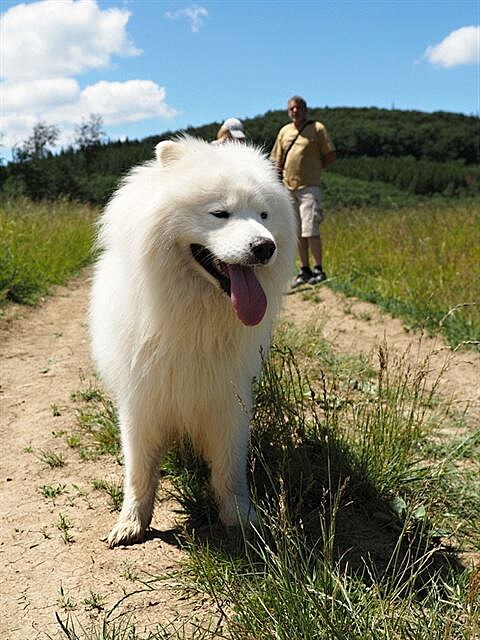 Samojed