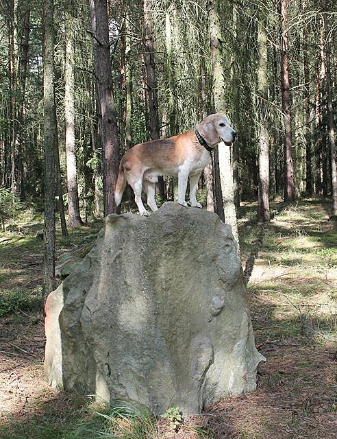 Menhir