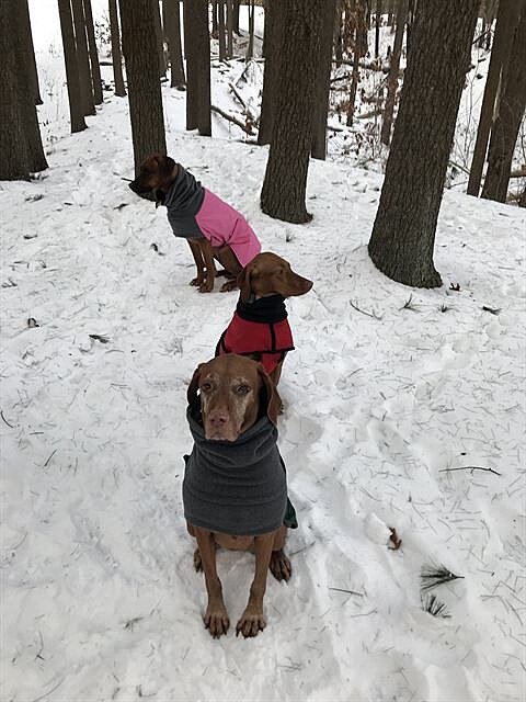 Vily a ridgebackové na zimní vycházce