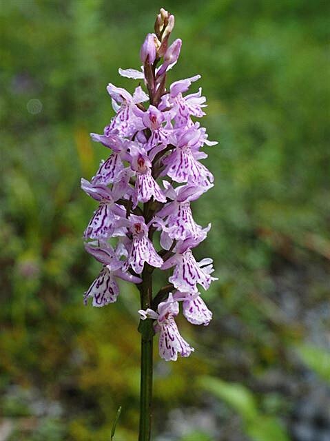 Apuseni - orchideje. (Pky Rumunskem, 2016)