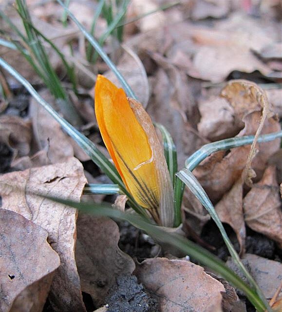 lutý krokus, zaátek bezna.