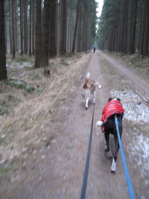 Vyráíme. Dogtrekking Toulovec, bezen 2018