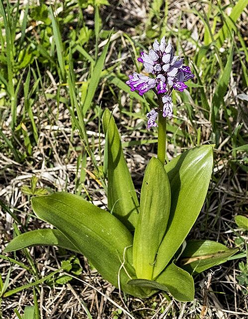 Vstava vojenský (Orchis militaris)