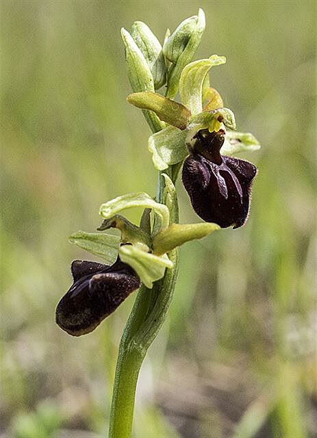 Toí pavoukonosný (Ophrys sphegodes)