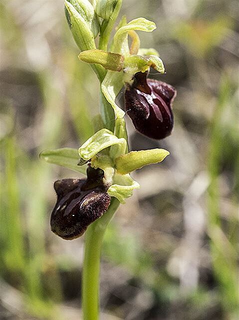 Toí pavoukonosný (Ophrys sphegodes)