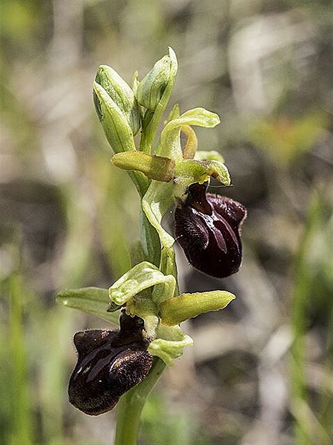 Toí pavoukonosný (Ophrys sphegodes)