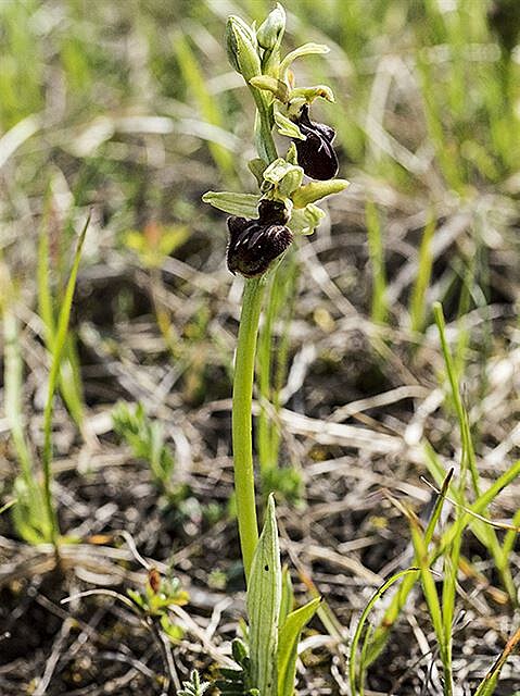 Toí pavoukonosný (Ophrys sphegodes)