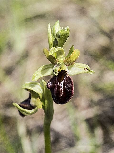 Toí pavoukonosný (Ophrys sphegodes)