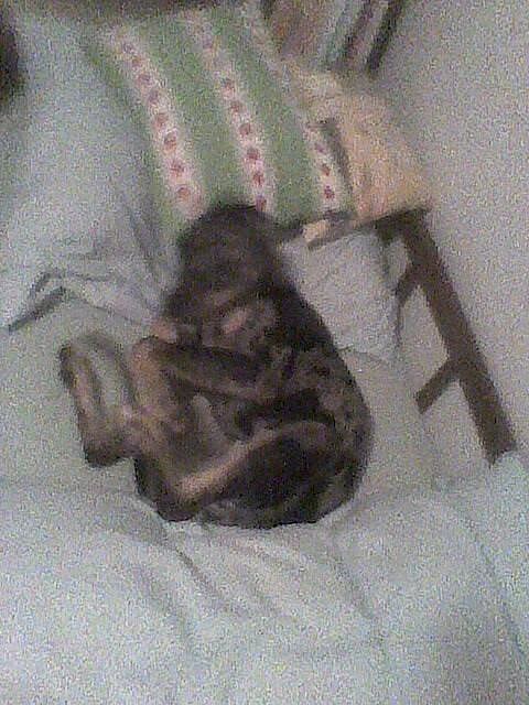 Zahívá postel, louisianský leopardí pes.