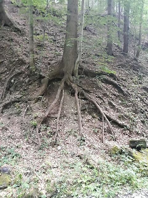 Strom Ptiprsák. Dovolená v Beskydech.