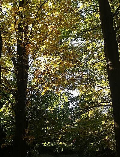 Podzimní tváe strom - buky 12. 10. íjen 2019