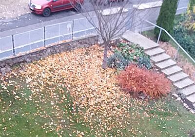 Podzim z okna bytu  sakura, jet stále zelené bergénie a skalník