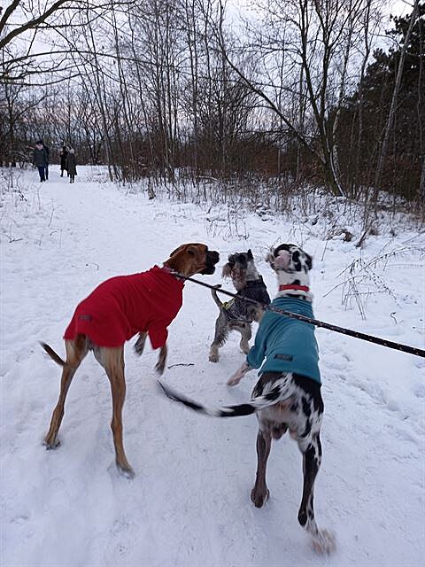 Jedno z pozitivních setkání s dogokámoema. Barbuák dospívá, ale poád jsou s...