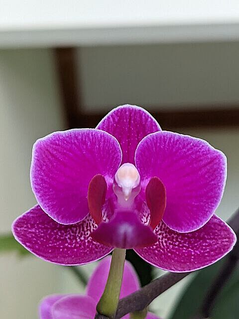 Zkuební foto na Pixel 4a (5G). Kvt malé orchideje, kterou má Míla na...
