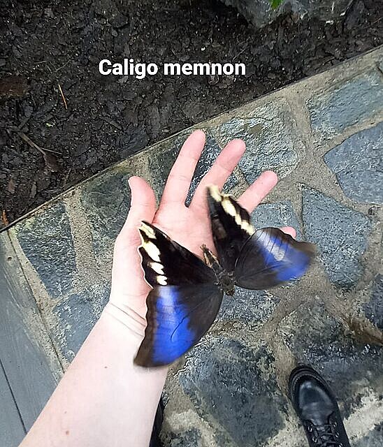 Caligo memnon. Motýlí dm v Praze