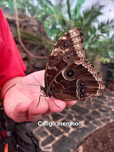 Caligo memnon. Motýlí dm v Praze