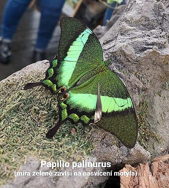 Papilio palinurus. Motýlí dm v Praze