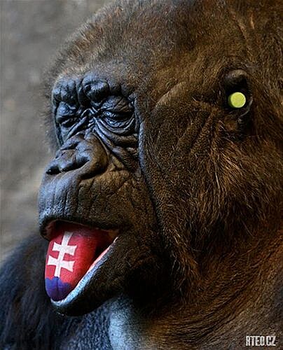 Gorila (© aTeo)