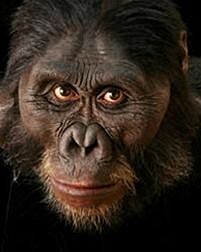 australopithecus