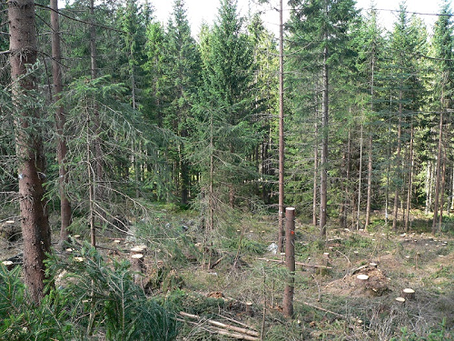Neschválené proední lesa v oblasti Borových Lad