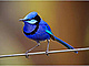 modrý pták