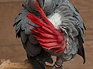 Papou�ek �edý � �ako (Psittacus erithacus)