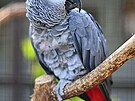 Papou�ek �edý � �ako (Psittacus erithacus)