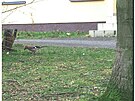 Sojka obecná