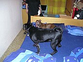 Anka a Abbie seznámení