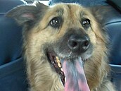Grizzly2