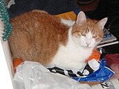 Ctibor