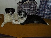 Asta a Puna1