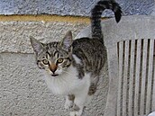 Pita 