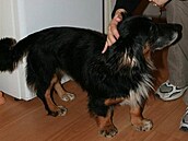 Nalezený pejsek skorojezev�ík