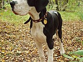 Beta vá�ná stojící