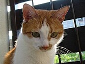 Réza 3