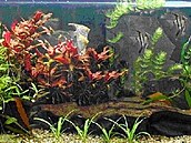 Libor Synek akvárium