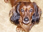 Fallowa - Ferdinand II 