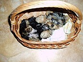 Modráková Rambo - králík