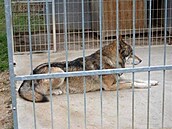 Jinonice záchranná stanice pro zvíata 3