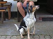 Jzlová Bony celá pozorná 