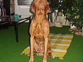 Kolaíková Eus doma 