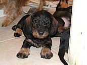 Floriánová Bettinka 2