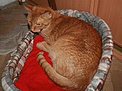 Vakandi - Garfield