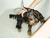 Modráková - Rambo - krysa