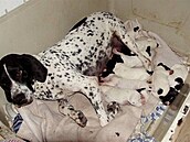 Adamusová - Gerda 2